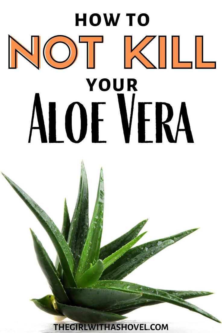 an aloe vera plant with the words how to not kill your aloe vera