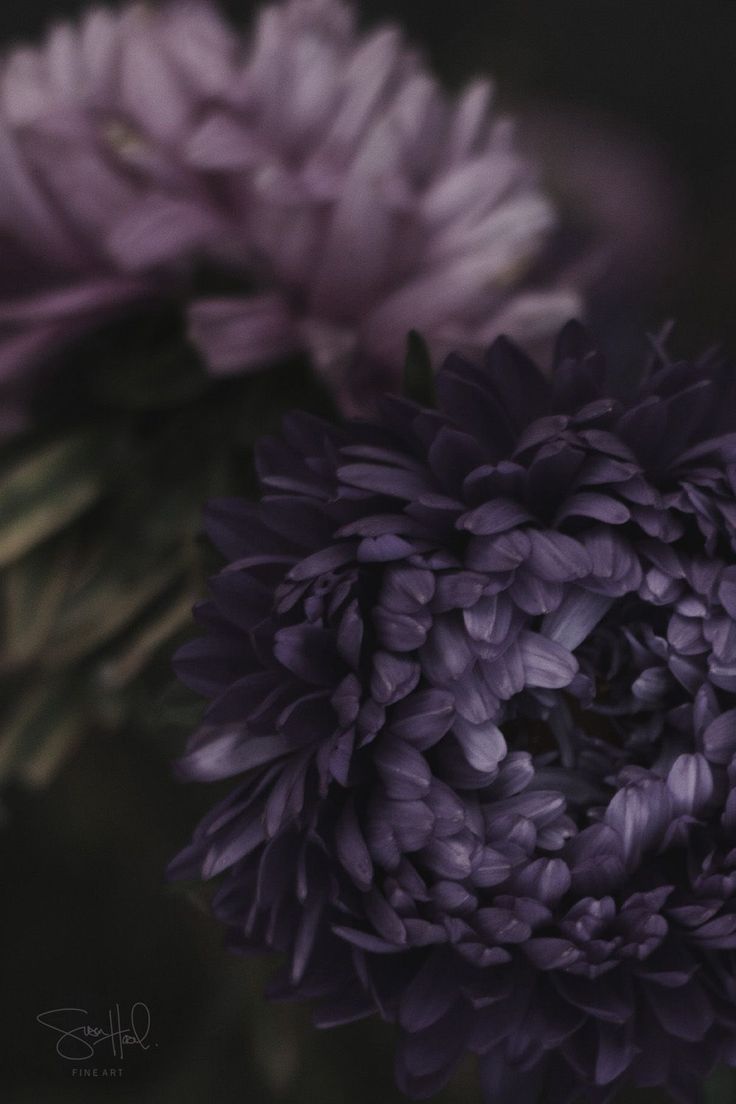 the purple flowers are blooming very close together