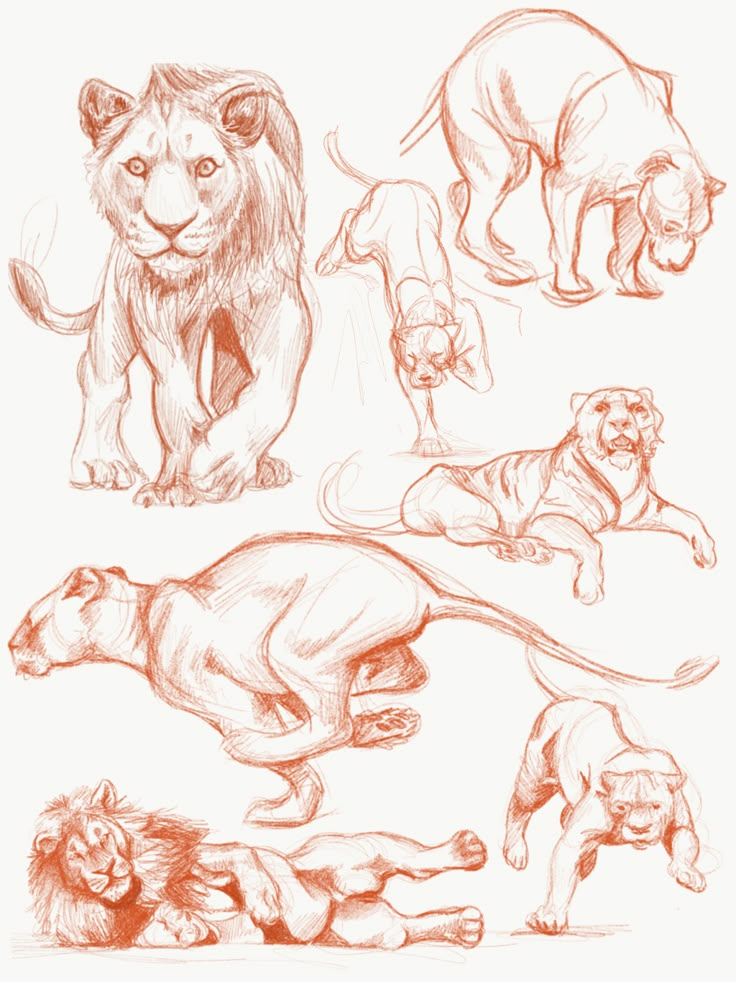 several different types of animals are shown in this drawing technique, including lions and lions