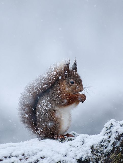 a squirrel sitting on top of a rock covered in snow