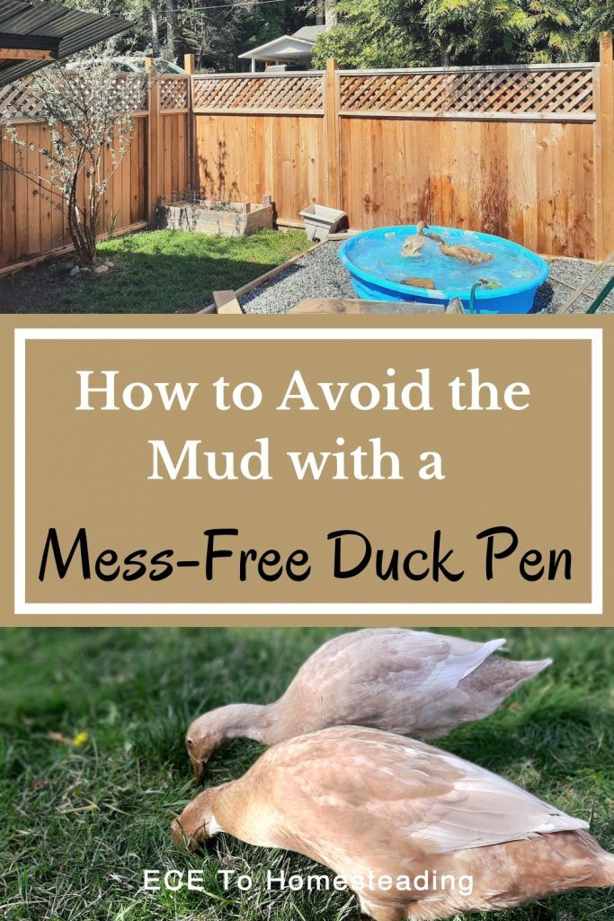 a duck in the grass with text overlay how to avoid the mud with a mess - free duck pen