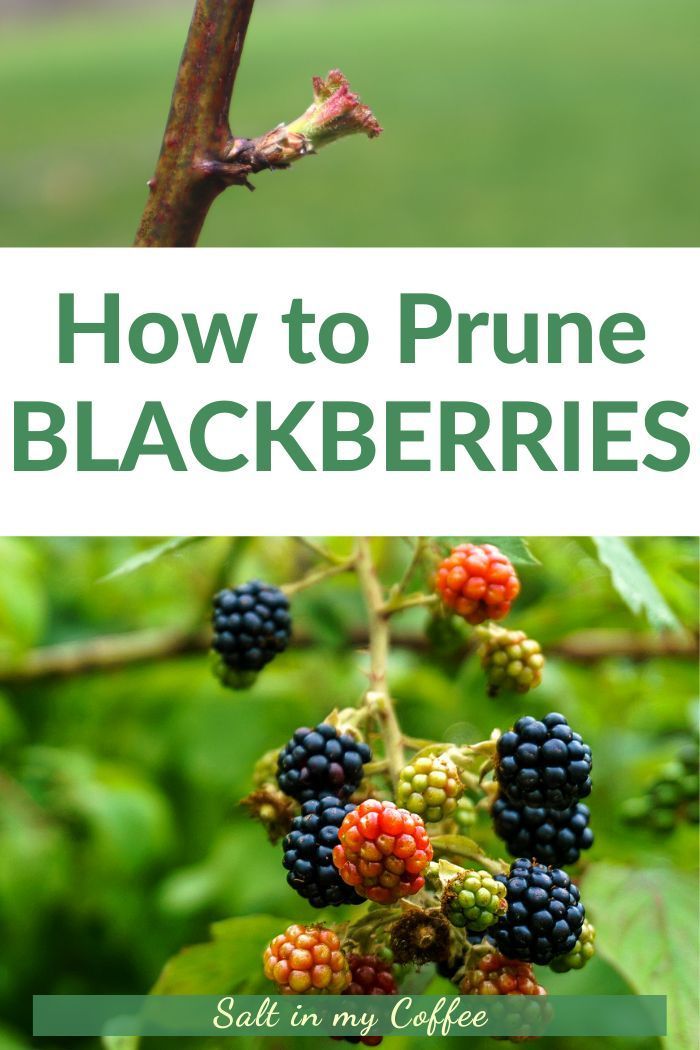 berries growing on a tree with the title how to prune blackberries