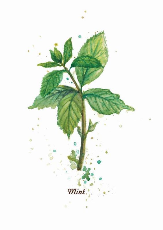 a watercolor painting of a mint plant with the word mint on it's side