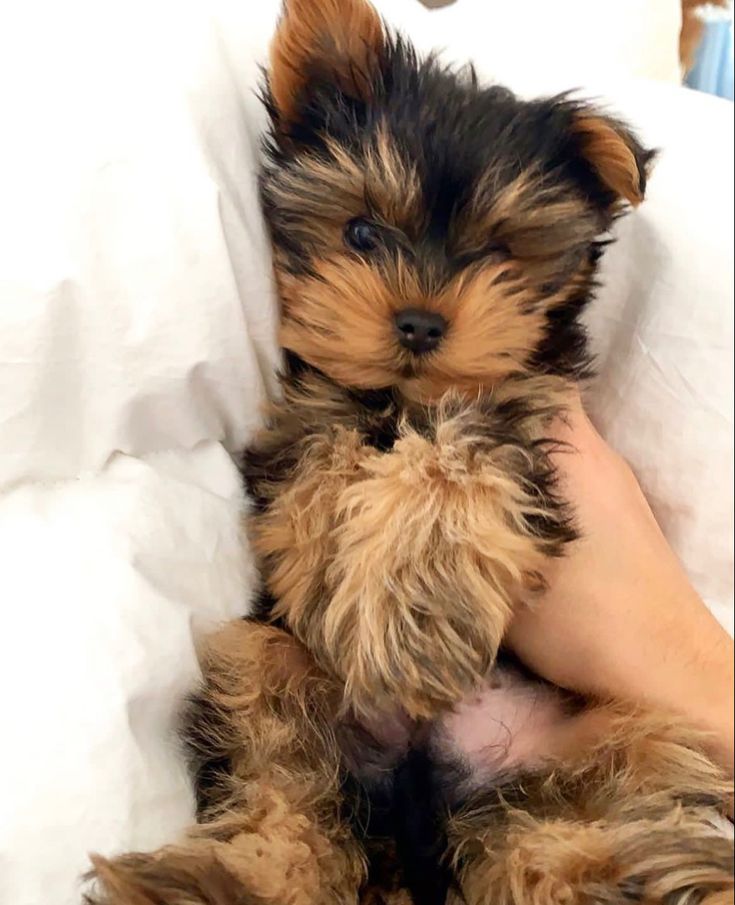 a small brown and black dog sitting on top of a white bed next to a person