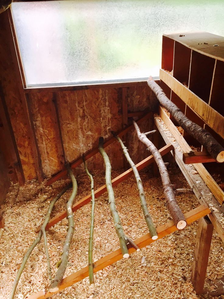 the inside of an animal pen with sticks and logs laying on the ground in front of it