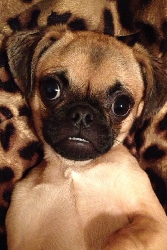 a small pug dog laying on top of a leopard print blanket with it's eyes wide open