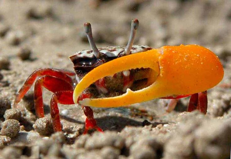 a crab eating an orange on the beach