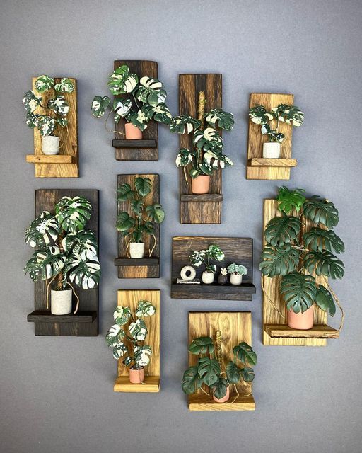 a collection of potted plants are arranged on wooden shelves against a gray wall,