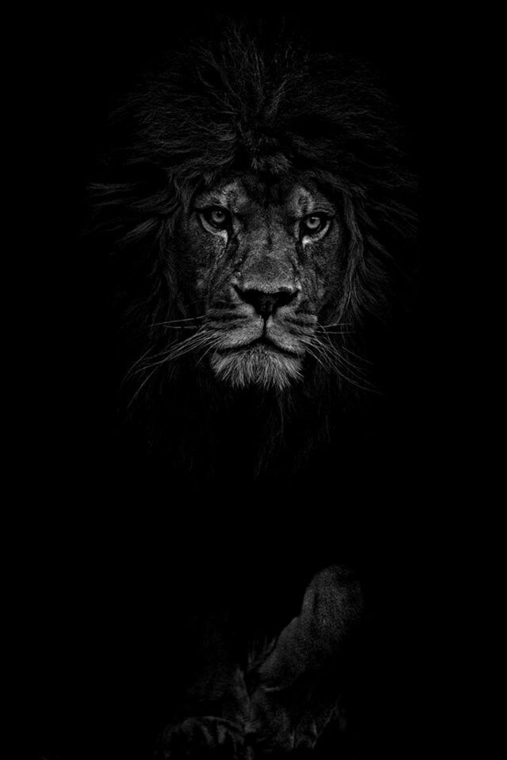 a black and white photo of a lion in the dark with its head turned to the side