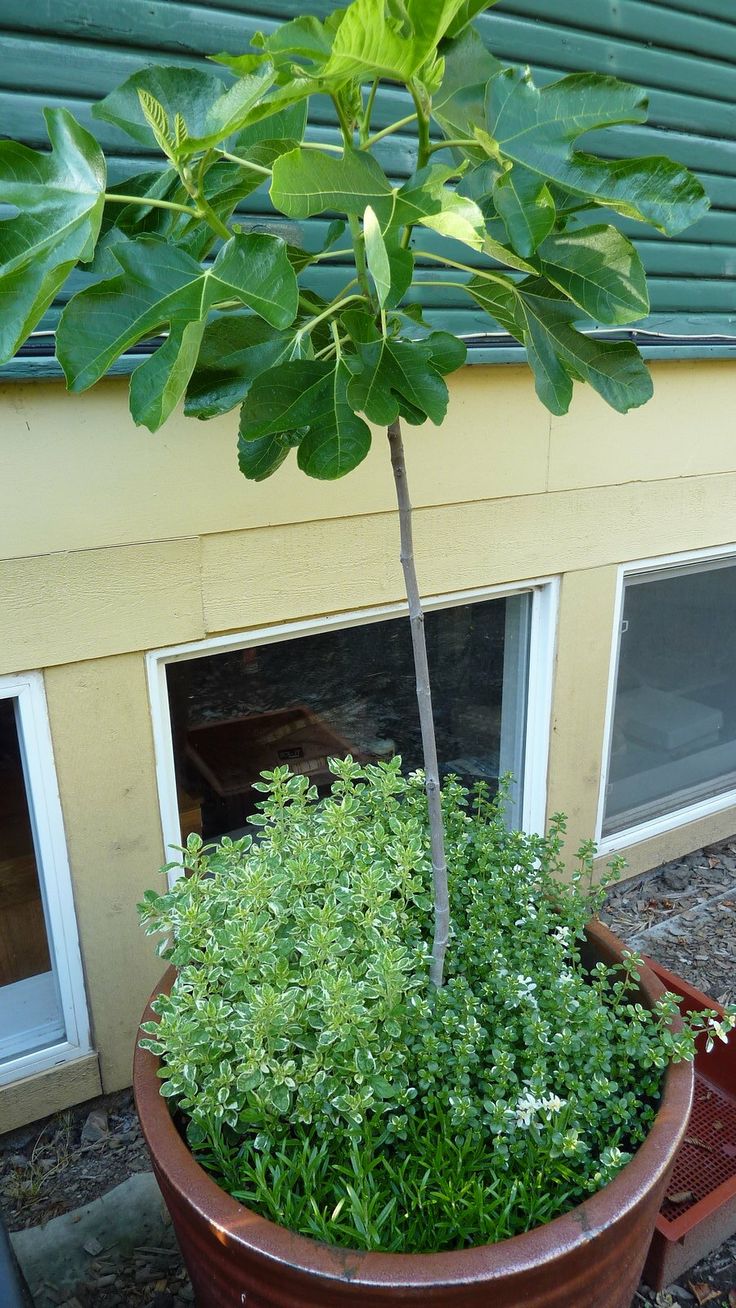 a potted plant in front of a house with green leaves on the top and bottom