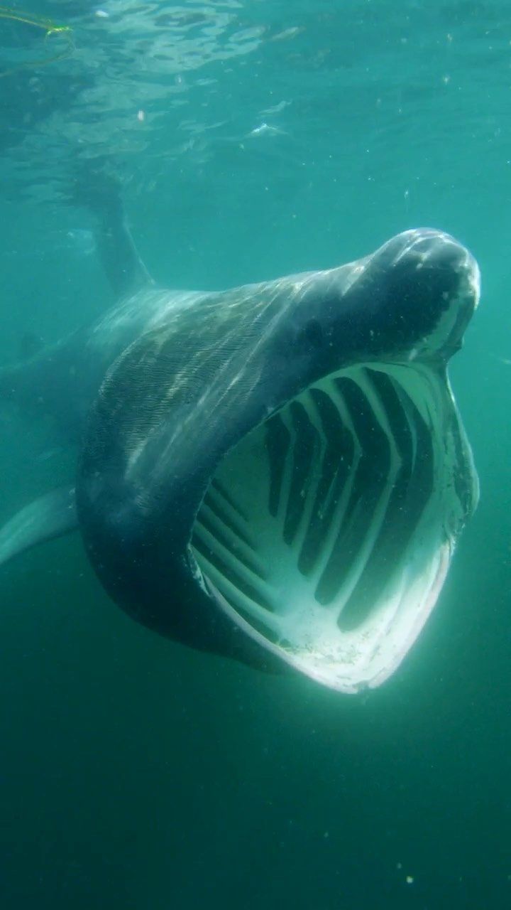 an animal with its mouth open in the water