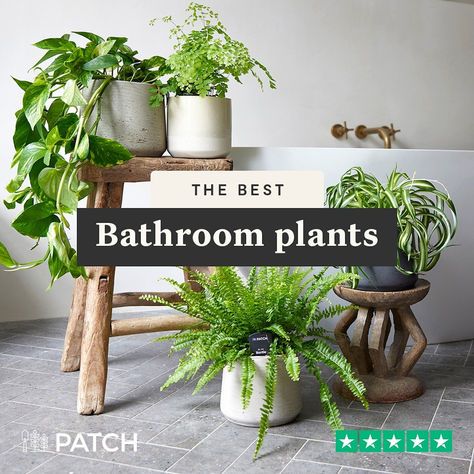 the best bathroom plants for every type of room in your home or office, according to their size and shape