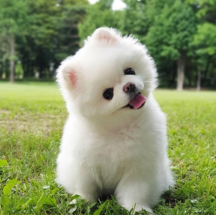 a small white dog sitting in the grass