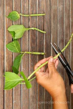 someone cutting up the stems of a plant with scissor scissors on a wooden surface