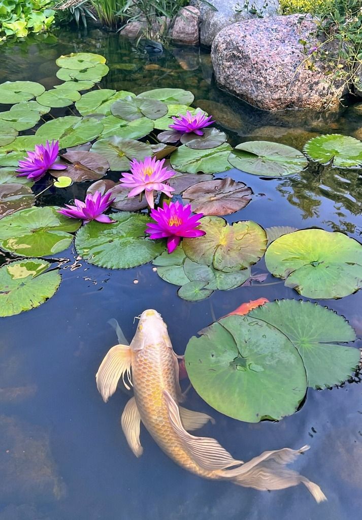 a pond with water lilies and purple flowers