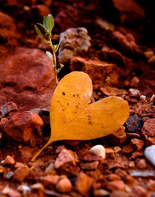 a small plant sprouting out of the ground next to rocks and gravel with a heart shaped leaf on it