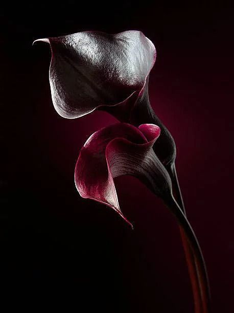 a flower that is in the dark with some light coming from it's petals