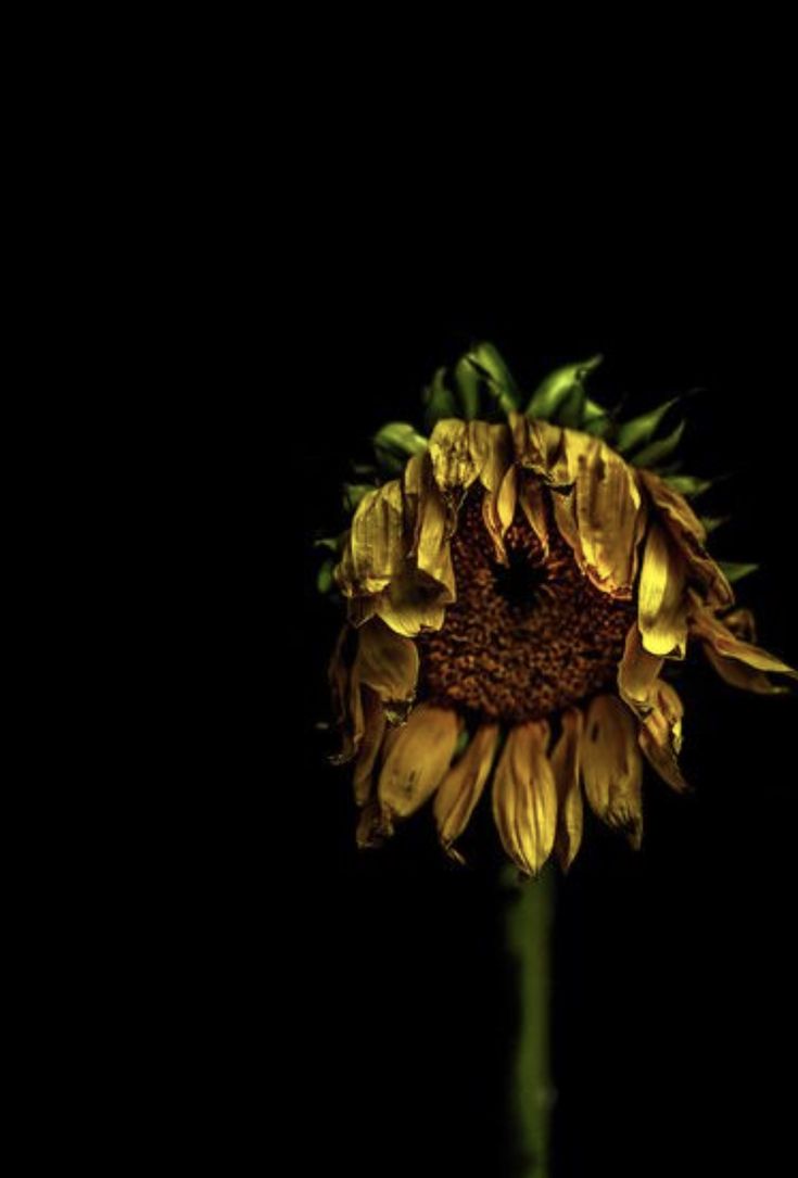 Dried Sunflowers, Billy Kidd, Sunflower Photography, Growth And Decay, Sunflower Drawing, Sunflower Pictures, Sunflower Garden, Sunflower Wallpaper, Dark Flowers