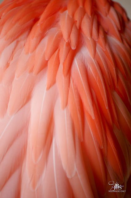 an orange and white bird with feathers on it's back