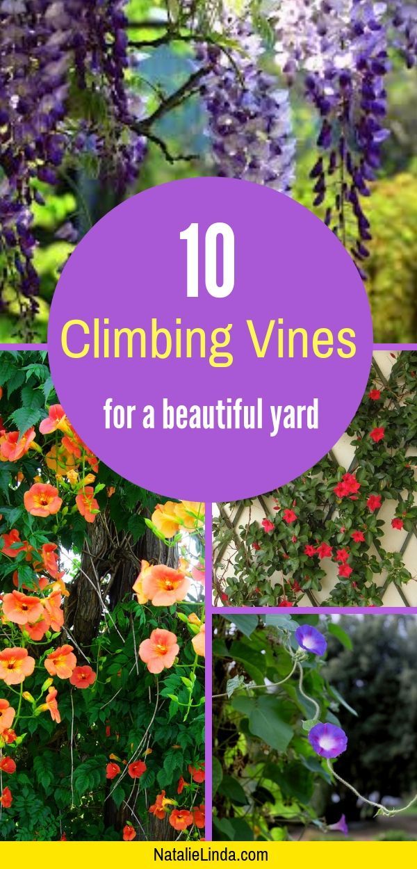 the top 10 climbing vines for a beautiful yard with purple and yellow flowers in it