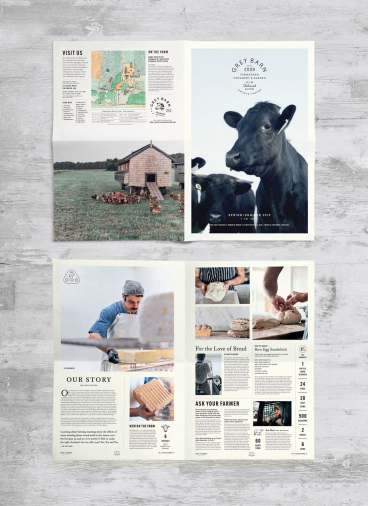 an open magazine with pictures of cows on it