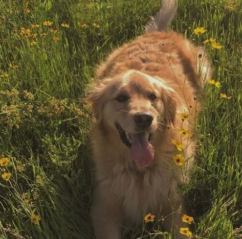 a large brown dog standing on top of a lush green field filled with yellow flowers