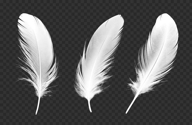 three white feathers on a black background