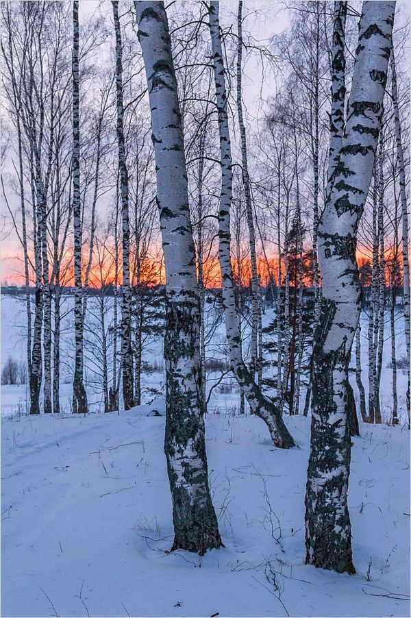 the sun is setting behind some trees in the wintertime forest with snow on the ground