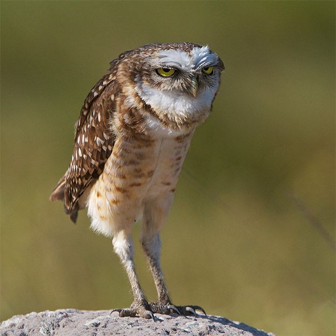 an owl standing on top of a rock