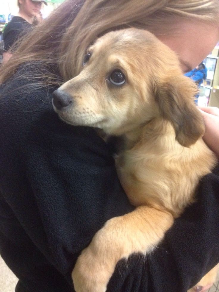 a woman holding a small brown dog in her arms and looking at the camera while she is wearing a black shirt