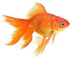 an orange goldfish is swimming in the water