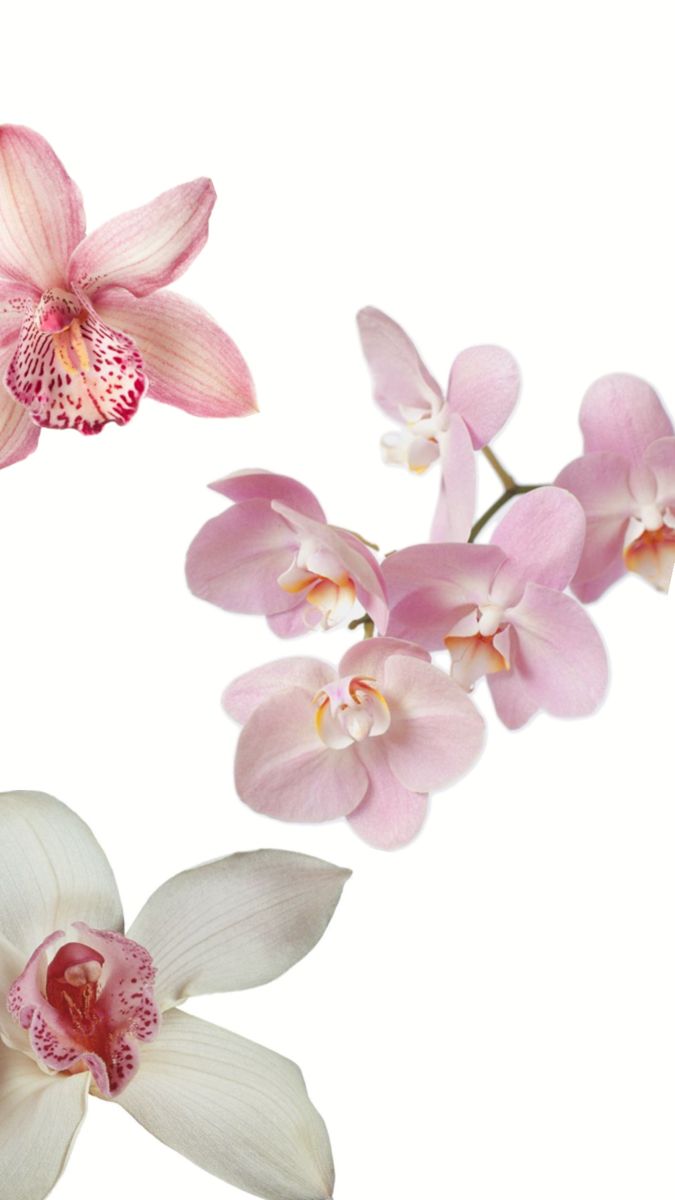 three pink and white orchids on a white background