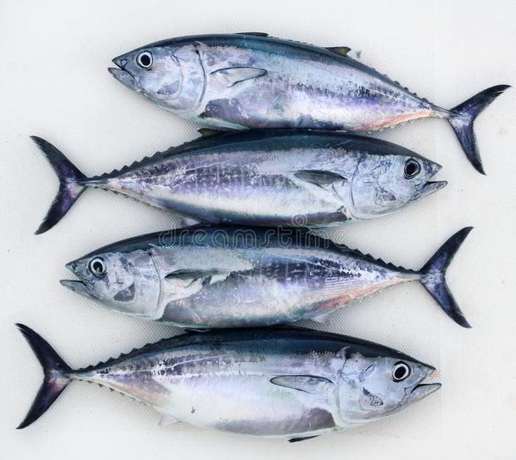 five fish lined up in a row on a white surface