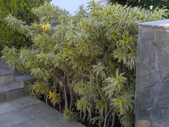 some plants are growing on the side of a building