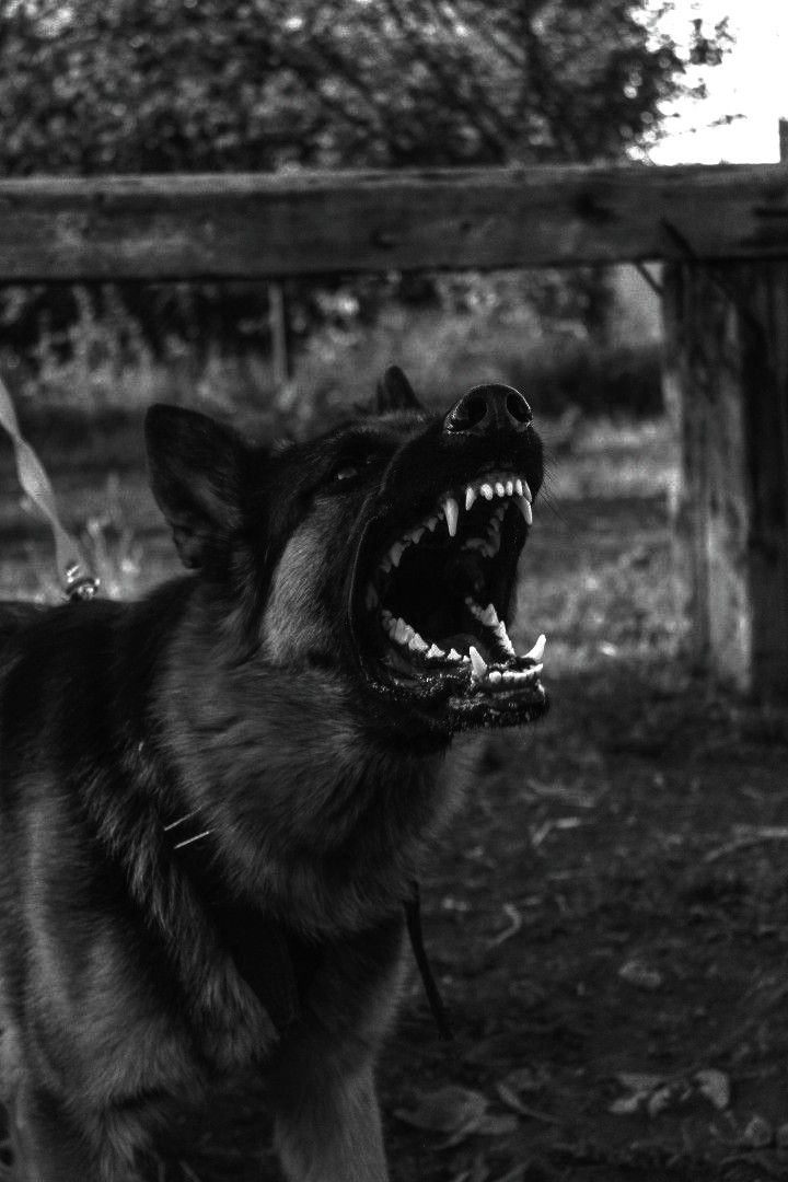 a black and white photo of a dog with its mouth open