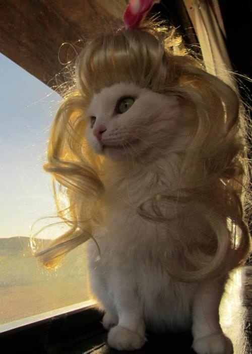 a white cat sitting on top of a window sill with long blonde hair in it