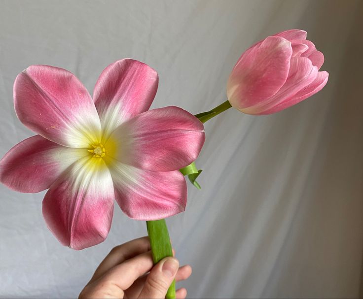 a person holding two pink flowers in their hand with white and yellow stamens