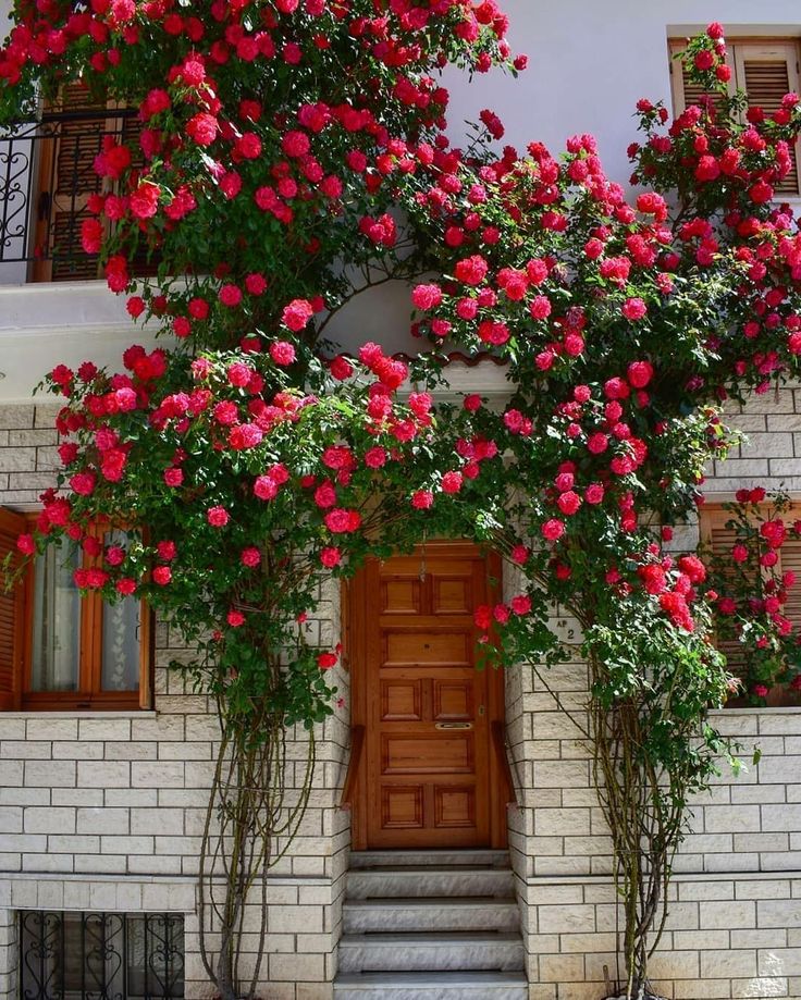 red flowers growing on the side of a white brick building with stairs leading up to it