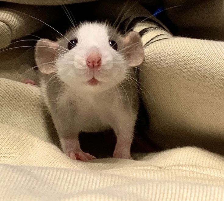 a small rat sitting on top of a blanket