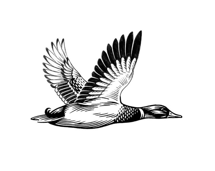 a black and white drawing of a duck flying in the air with wings spread out