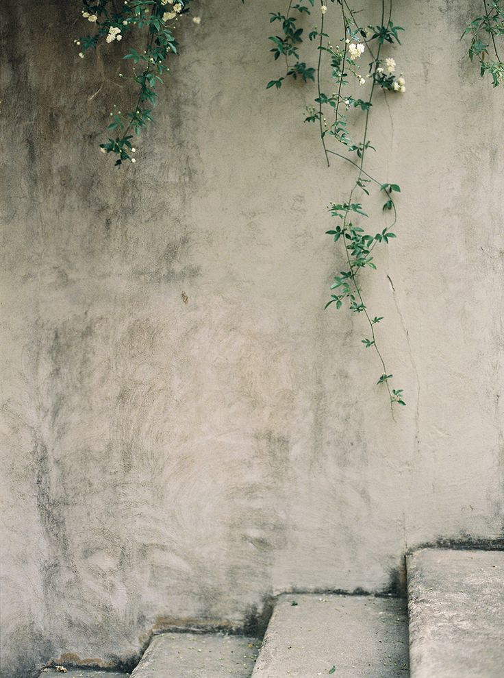 some white flowers are growing on the side of a building with concrete steps leading up to it