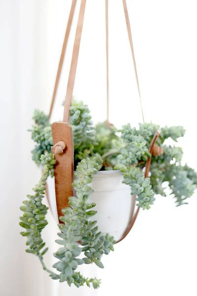 a potted plant hanging from a wooden hanger