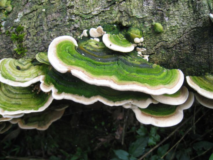 a group of mushrooms growing on the side of a tree