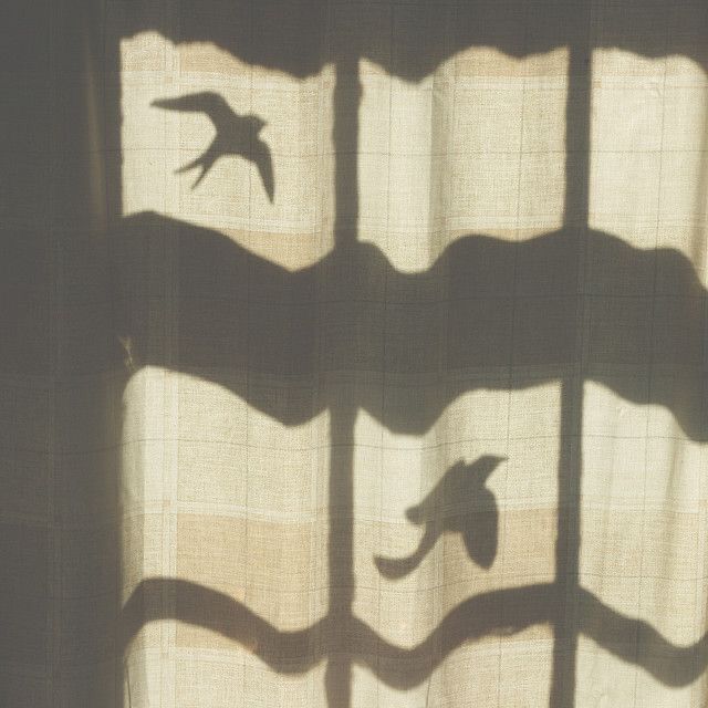 the shadow of birds is cast on a curtain