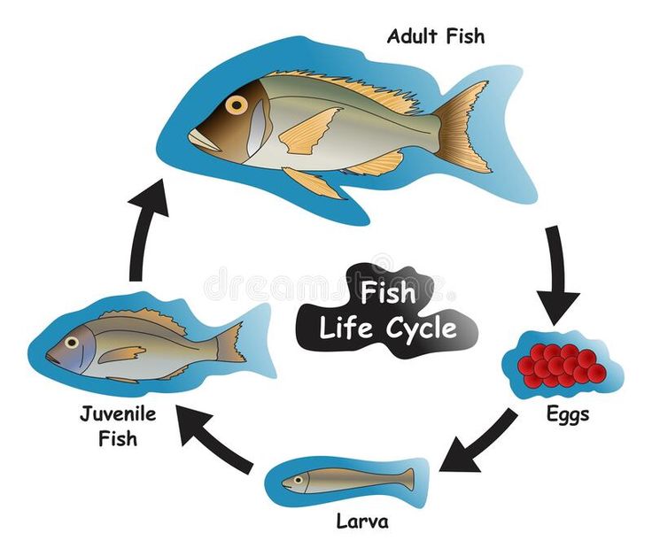 fish life cycle diagram with all the stages and food groups labeled in this illustration stock illustration