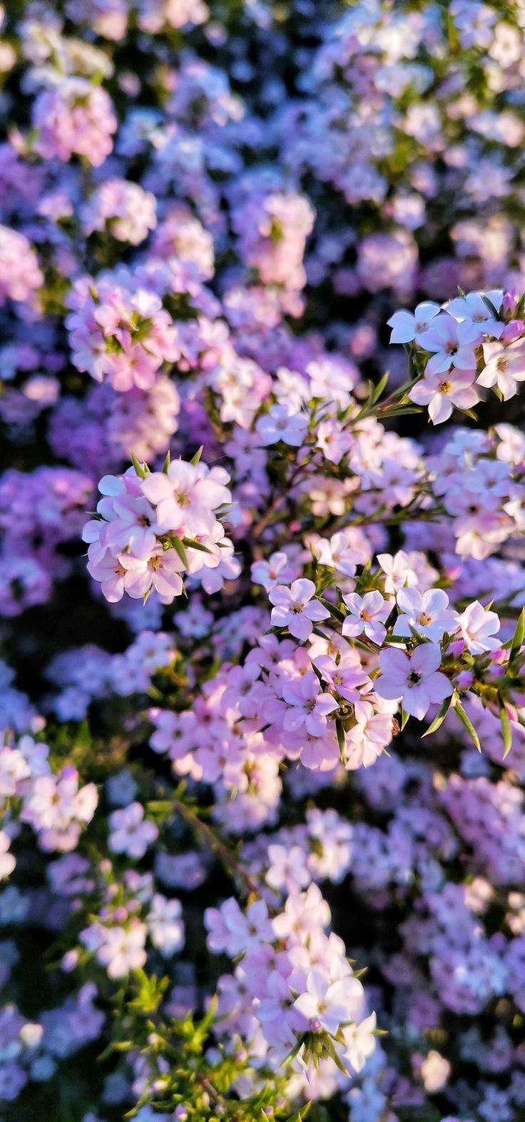 pink and white flowers are growing in the field