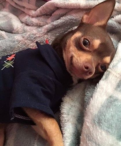 a small brown dog laying on top of a blanket