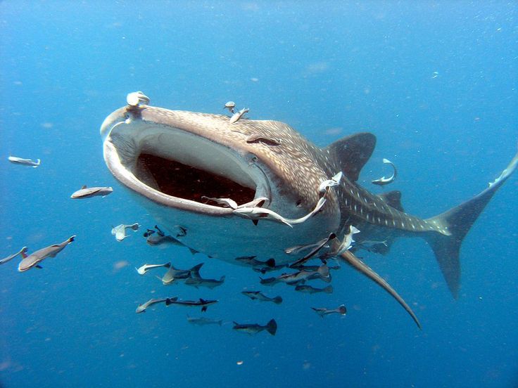 a large fish with it's mouth open in the water