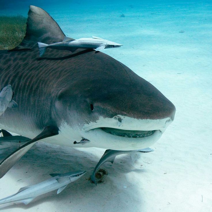 a large gray and white shark swimming in the ocean