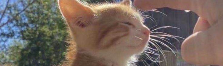 an orange and white cat sitting on top of a person's lap next to a fence